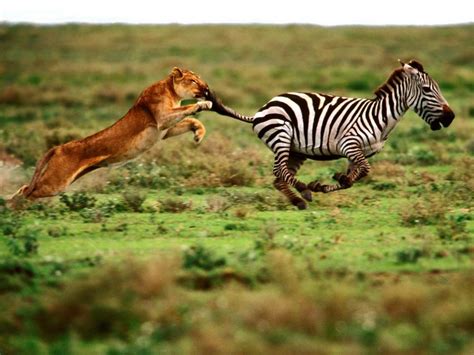 Lion Chase Zebra Hd Wallpaper Animals Wallpaper Better