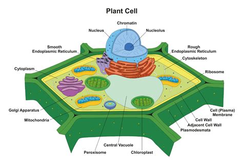 Plant Cell Diagram Definition Structure Function And Parts