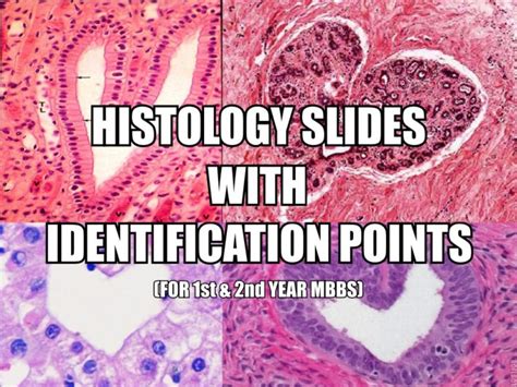 Histology Slides With Identification Points For 1st And 2nd Year Mbbs