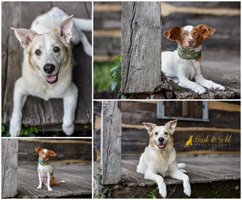 A Peek At A Pittsburgh Pet Photography Workshop Bark And Gold