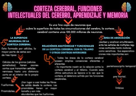 SOLUTION Mapa Conceptual De Corteza Cerebral Funciones Intelectuales