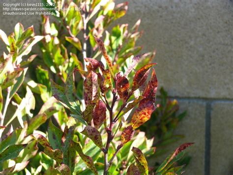 Cherry laurbær er også kjent som prunus caroliniana, som er medlem av slekten prunus, denne eviggrønne preget av skinnende grønne blader og aromatiske. Garden Pests and Diseases: Carolina Cherry Laurels - Is ...