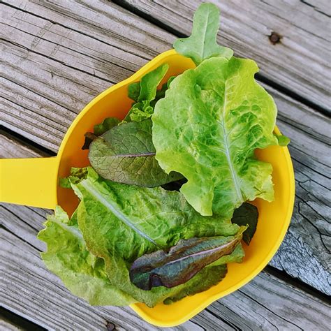 How To Harvest Lettuce So It Keeps Growing Leaf Lettuce And More