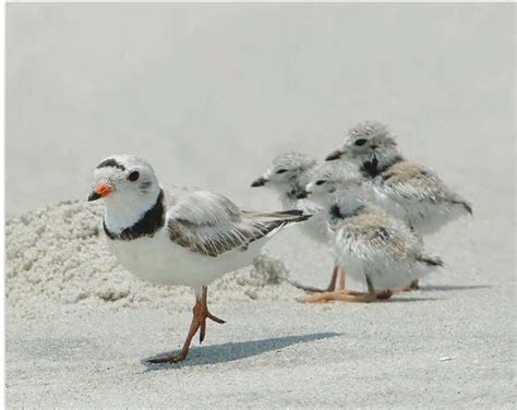 Piping Plover Mom And Babies Coastal Birds Beautiful Birds