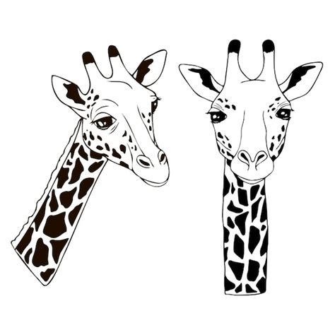 Premium Vector Graphic Set Of Cute Giraffes On White Background