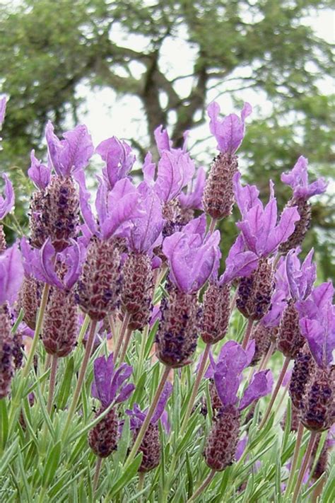 Spanish Lavender Plants For Sale Lavender Plant