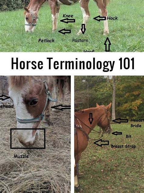 Horse Terminology Pinterest Horse Riding Outfit Horse Riding Tips