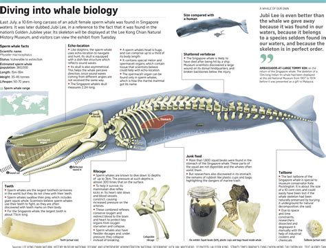 St Infographic Diving Into Whale Biology Lee Kong Chian Natural