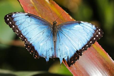 Blue Morpho Butterfly Santa Elena Costa Rica Stock Image Image Of Costa Black 146730509