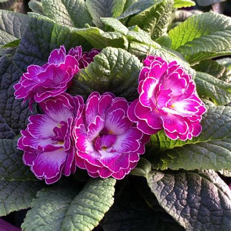 Primula Belarina Lively Lilac Belarina Lively Lilac Primrose From