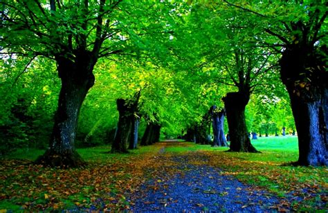 All About Hd Wallpaper Nature Forest Green Hd Wallpaper