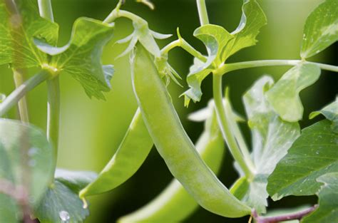 Grow Sugar Snap Peas In Pictures