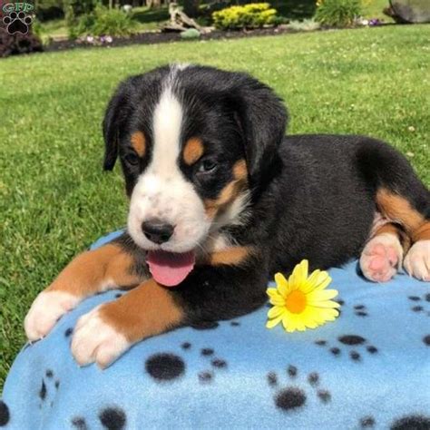 Tap into unconditional joy, unleash for carefree play, and let go of your human. Carl - Greater Swiss Mountain Dog Puppy For Sale in Pennsylvania