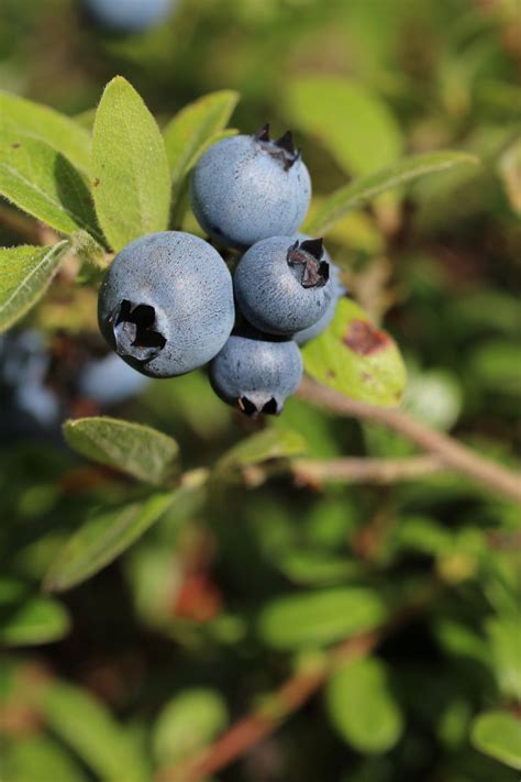 Blueberries are the 2nd most important commercial berry crop in the united states (strawberries are number 1). Wild Blueberry Bush Free Stock Photo - Public Domain Pictures