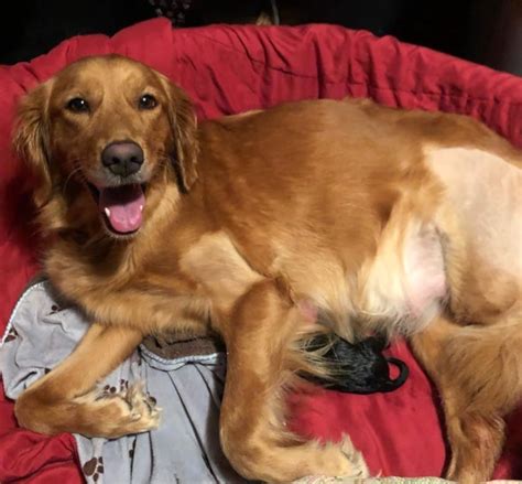 Contacted other vets, however they are in the same ballpark price wise. Is It Safe to Let a Tripawd Dog Deliver Puppies? Ask ...