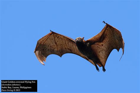 Even though they are not aggressive, handling the bat without proper training and vaccination is dangerous, as some can carry deadly diseases. Giant Golden-crowned Flying Fox (Acerodon jubatus) | Flickr