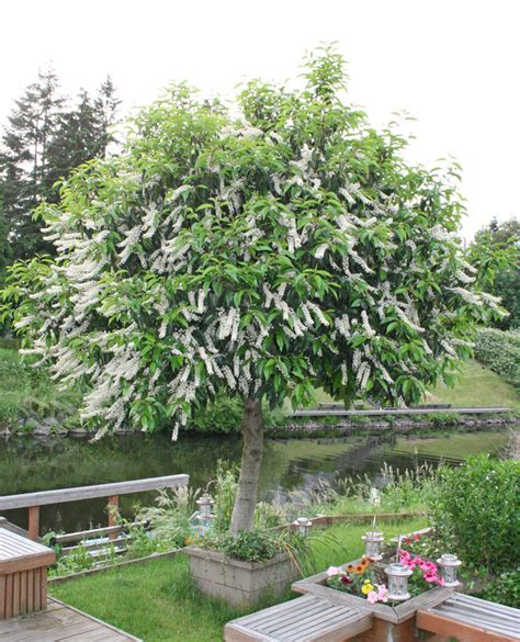 PlantFiles Pictures Portugal Laurel, Portuguese Cherry Laurel