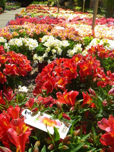 The best variety in australia. Landsdale Plants Perth