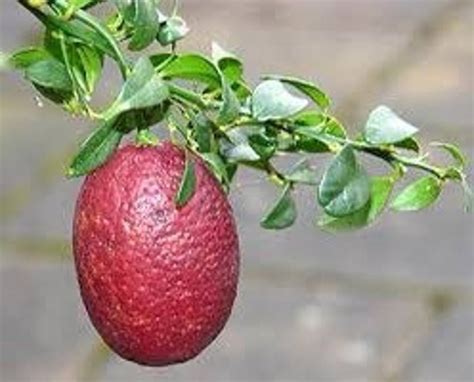 Australian Red Lime Tree 4 Inch Pot Size No Ship Az Ca Fl Etsy