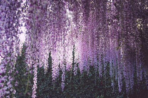 Breathtaking Wisteria Pictures That Are Straight From A Fairy Tale