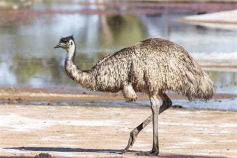 8 Amazing Emu Facts