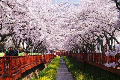 Musim dingin di korea : 6 Tempat Asyik untuk Menikmati Musim Semi di Korea