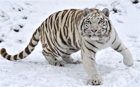 Snow Tiger Wallpaper Wallpapersafari