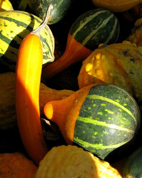 Squash And Gourds 2 Taken At Groths Gardens And Greenhous Flickr