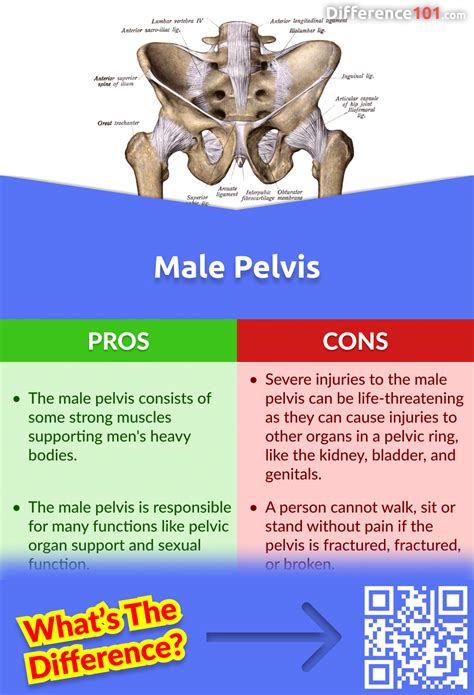 Male Vs Female Pelvis 6 Key Differences Pros And Cons Similarities Difference 101