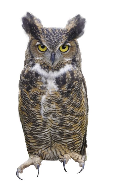 Owl Png Transparent Image Download Size 728x1096px