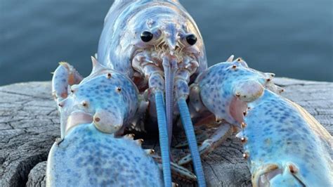 Rare Cotton Candy Lobster Found In Maine