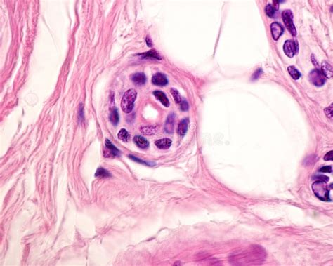 Eccrine Sweat Gland Excretory Duct Stock Image Image Of Microscope