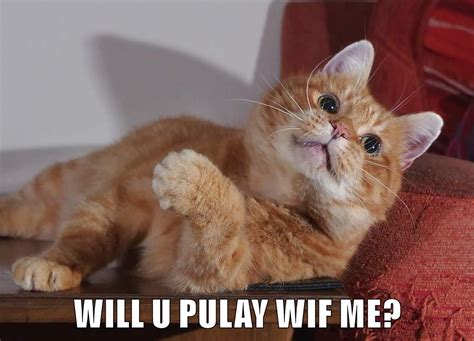 will u pulay wif me lolcats lol cat memes funny cats funny cat pictures with words on