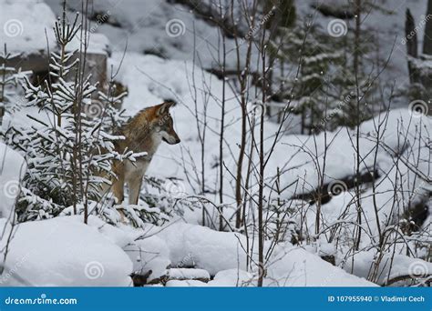 Eurasian Wolf In White Winter Habitat Beautiful Winter Forest Stock