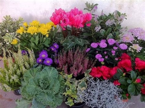 Fiori invernali da balcone - Piante da giardino - Fiori ...