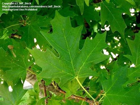 Plantfiles Pictures Southern Sugar Maple Florida Maple Acer Barbatum