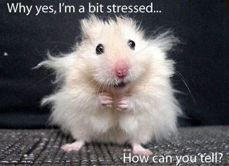 Stressed Hamster Funny Animal Pictures Funny Animals Funny Pictures