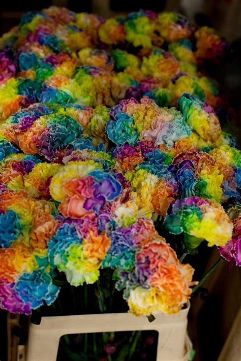 Rainbow Carnationsplayful New And Cool Pinterest Carnation