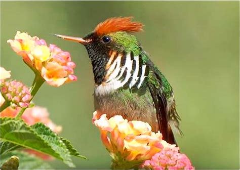 Frilled Coquette