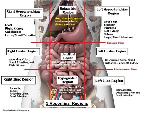 The stomach lies within the superior aspect of the abdomen. Four Abdominal Quadrants and Nine Abdominal Regions ...