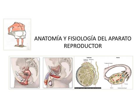Ppt Anatom 205 A Y Fisiolog 205 A Del Aparato Reproductor Femenino