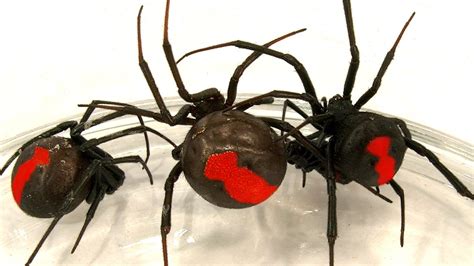 Deadly Spider Infestation How To Catch Lots Of Beautiful Redback