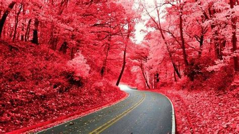 Road Between Red Autumn Leafed Trees Branches During Daytime Hd Nature