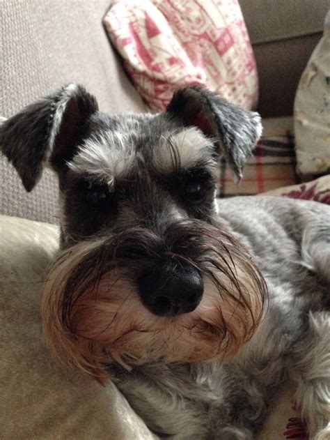 Minis love to be a part of every. 1000+ images about Schnauzers on Pinterest | Miniature ...