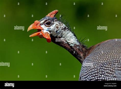Head Of A Guinea Fowl Isolated In Front Of Green Background Stock Photo