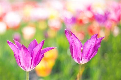 Ingyenes Képek Természet Kivirul Virág Virágszirom Tulipán