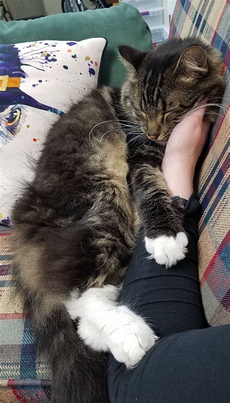 This Is My Friends Cat Ollie He Likes To Hug My Arm While I Give Him
