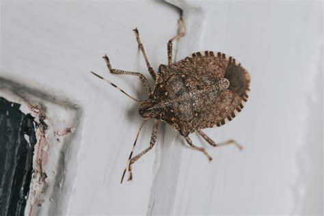 Do Brown Marmorated Stink Bugs Harm Humans