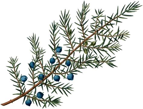 Pin By Led Holiday Dunbar On Printables Berries Plants Juniper Berry