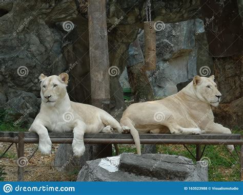 Two White Tigers Are Sitting On The Wood Stock Photo Image Of